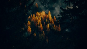 Fall, Forest, Trees, 4K wallpaper