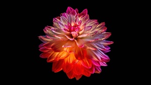 Dahlia flower, Colorful flower, Black background, AMOLED, 4K wallpaper
