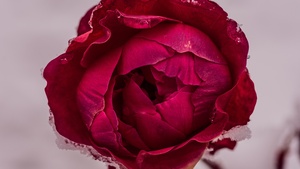 Rose flower, Red Rose, Macro, Closeup, 4K wallpaper