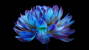 Dahlia flower, Blue flower, Black background, AMOLED, 4K wallpaper