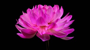 Dahlia flower, Pink flower, Pink Dahlia, Black background, AMOLED, 4K wallpaper
