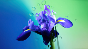 Purple Flower, Water droplets, Gradient background, Radiance, Aesthetic, 4K wallpaper