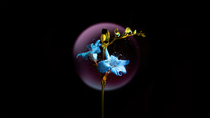 Blue flower, Black background, AMOLED, 4K wallpaper