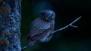 Bird, Tree Branch, Night, Dark, 4K wallpaper