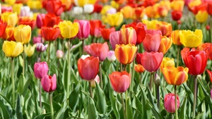 Tulips, Tulip flowers, Flower garden, Tulip garden, 4K wallpaper