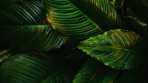 Tropical, Green leaves, Plant, 4K wallpaper
