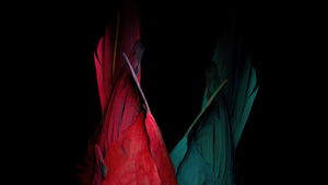 Scarlet macaw, Parrot feathers, Black background, Colorful, AMOLED, 4K wallpaper