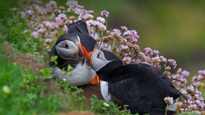 Atlantic puffin, Together, Seabirds, 4K wallpaper