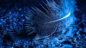 Feather, Wet, Macro, Water droplets, Bokeh, 4K wallpaper