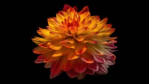 Dahlia flower, Orange flower, Black background, AMOLED, 4K wallpaper