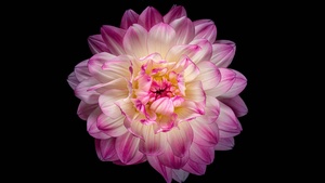 Dahlia flower, Pink flower, Pink Dahlia, Black background, AMOLED, 4K wallpaper