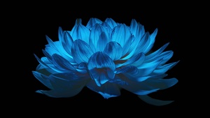 Dahlia flower, AMOLED, Blue flower, Black background, 4K wallpaper