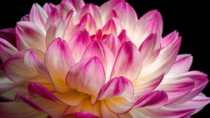 Pink flower, Dahlia flower, Pink Dahlia, 4K wallpaper