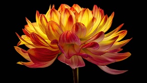 Dahlia flower, Black background, Orange flower, AMOLED, 4K wallpaper