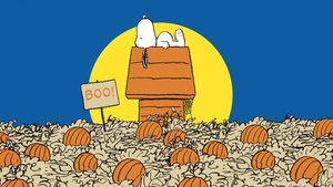 Pumpkins, Halloween pumpkins, Halloween background, 4K wallpaper