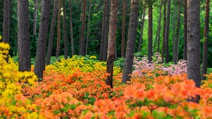 Flower garden, Colorful flowers, Landscape, Spring, Finland, 4K wallpaper