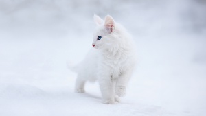 Kitten, White aesthetic, Blue eyes, Snow, 4K wallpaper