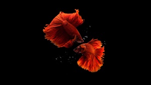 Fishes, Aquarium, Black background, AMOLED, 4K wallpaper
