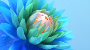 Colorful flower, Blue background, Blossom, Bloom, 4K wallpaper