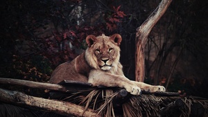 Lion, Wild animal, Carnivore, Staring, Big cat, 4K wallpaper