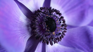 Purple Flower, Aesthetic, Macro, Bloom, Closeup Photography, 4K wallpaper