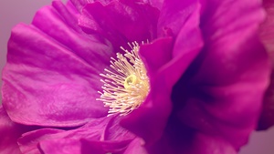 Hibiscus flowers, Pink flower, Macro, 4K wallpaper