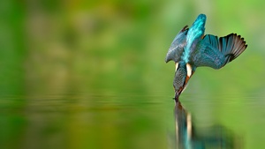Flying bird, Green background, 4K wallpaper