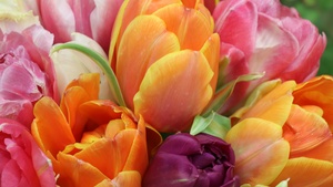 Tulips, Colorful, Floral Background, Bloom, Spring, Closeup Photography, 4K wallpaper