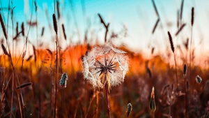 Dandelion flower, Summer, Sunset, Fields, Landscape, 4K wallpaper