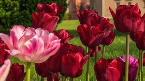 Red Tulips, Red flowers, Flower garden, Landscape, 4K wallpaper