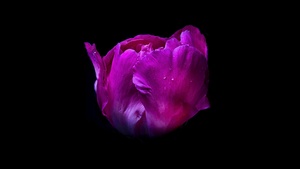 Pink flower, Dew Drops, Droplets, Black background, AMOLED, 4K wallpaper