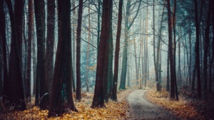 Poland, Forest, Trees, Autumn, Path, Landscape, Fog, Frost, 4K wallpaper