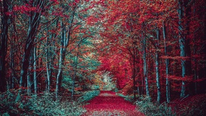 Autumn Forest, Path, Fall Foliage, Trees, Landscape, Scenic, 4K wallpaper