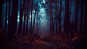 Forest, Fog, Morning, Dark, Path, Autumn Forest, Mist, Landscape, 4K wallpaper