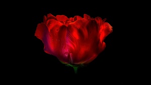 Red Rose, AMOLED, Red flower, Rose flower, Dew Drops, Droplets, Black background, 4K wallpaper