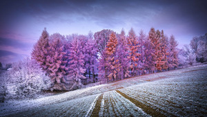 Winter forest, Landscape, Frost, Snow covered, Sunrise, Morning, Konary, Poland, Aesthetic, 4K wallpaper