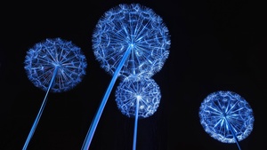 Dandelion flowers, Tourist attraction, Night, Dark background, AMOLED, Kraków, Poland, Dark aesthetic, 4K wallpaper