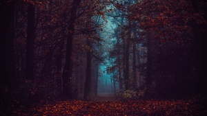 Forest, Fall Foliage, Fog, Morning, Dark, Path, Autumn Forest, Mist, Landscape, 4K wallpaper