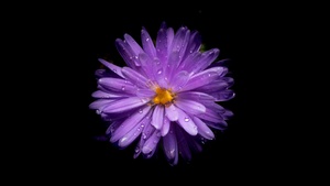 Aster flower, Purple Flower, Black background, AMOLED, 4K wallpaper