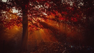 Autumn, Trees, Forest, Sunlight, Red background, 4K wallpaper
