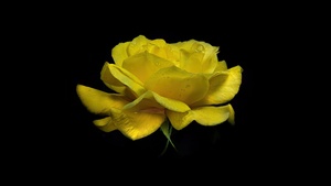 Yellow flower, Rose flower, Dew Drops, Droplets, Black background, AMOLED, 4K wallpaper