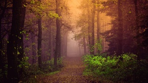 Autumn, Mist, Forest, Path, Trees, Fog, Landscape, Autumn Forest, Foliage, 4K wallpaper
