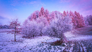Winter forest, Trees, Landscape, Frost, Snow covered, Sunrise, Morning, Konary, Poland, 4K wallpaper