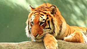 Tiger, Log, Staring, Rest, Big cat, Wild animals, 4K wallpaper
