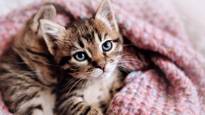 Cute Kitten, Aesthetic, Cozy, 4K wallpaper