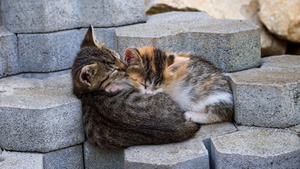 Sleeping, Kittens, 4K wallpaper