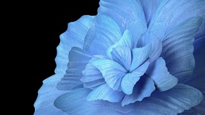 Floral Background, Blue background, Black background, Vivo Pad, Stock, 4K wallpaper