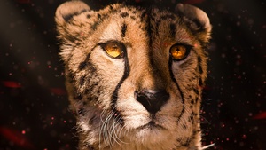 Cheetah, Fire, 4K wallpaper