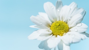 White daisy, Daisy flower, White flower, Water droplets, 4K wallpaper