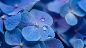 Hydrangea Flowers, Blue flowers, Water droplets, Dew Drops, Blue background, 4K wallpaper
